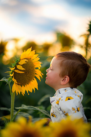 MJ Sunflower 2